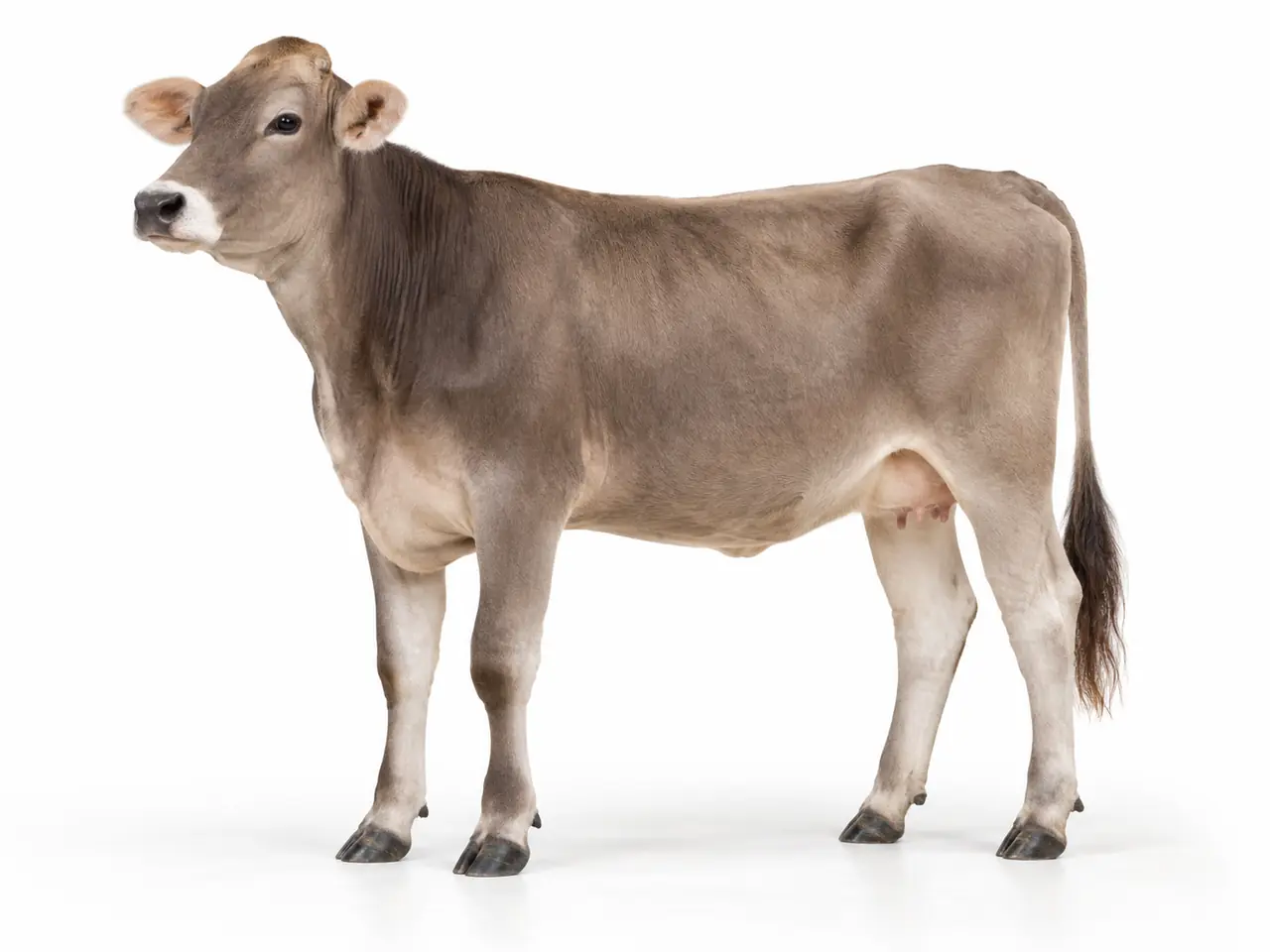 Illustration générée de bovin Brune / Brown Swiss sur fond blanc