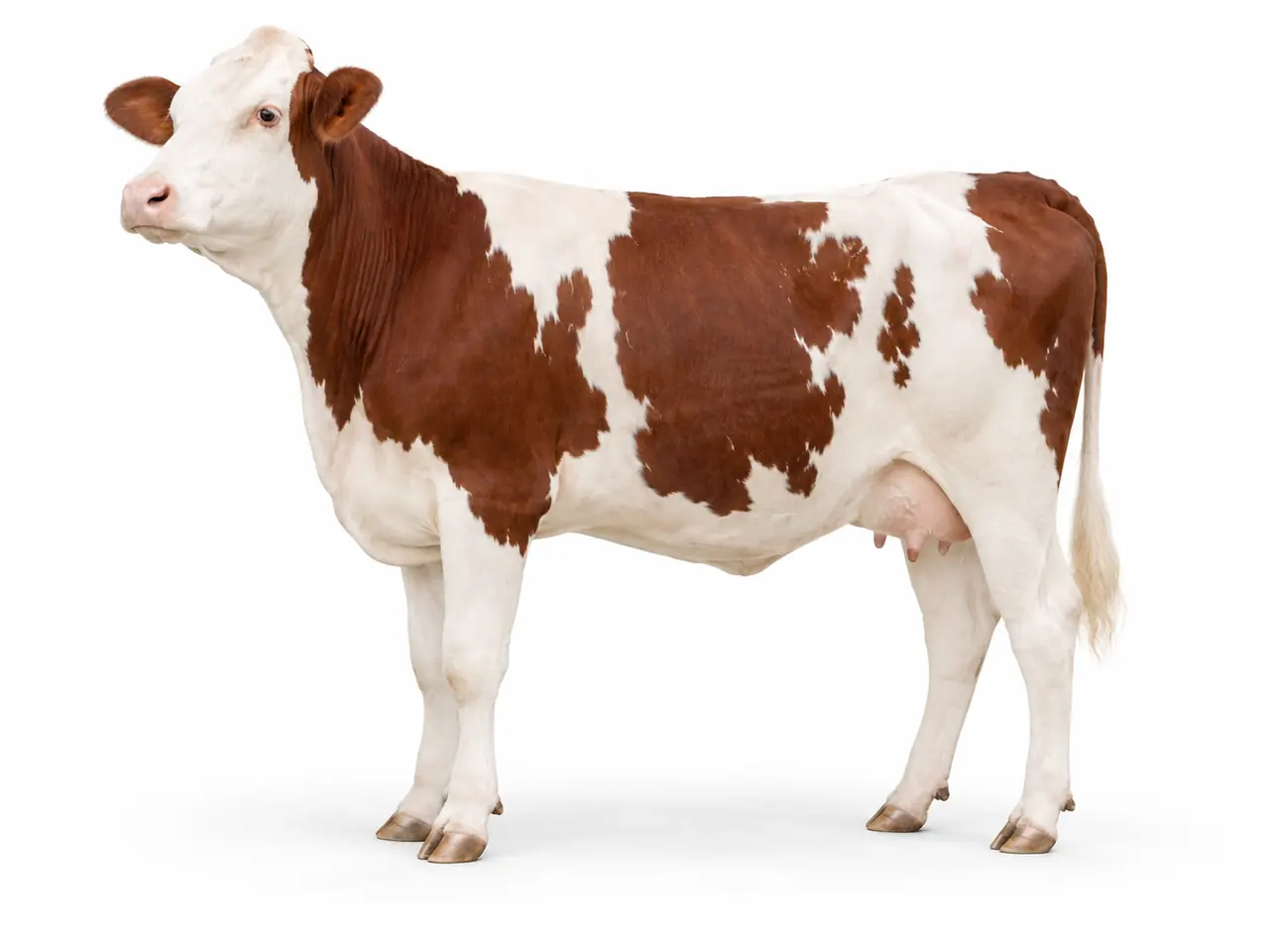 Illustration générée de bovin Montbéliarde sur fond blanc