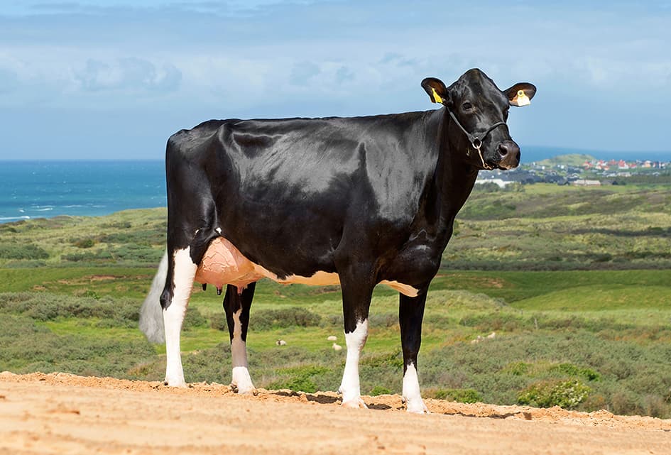Vache Holstein danoise