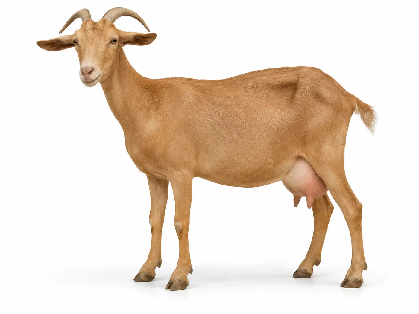 Malagueña