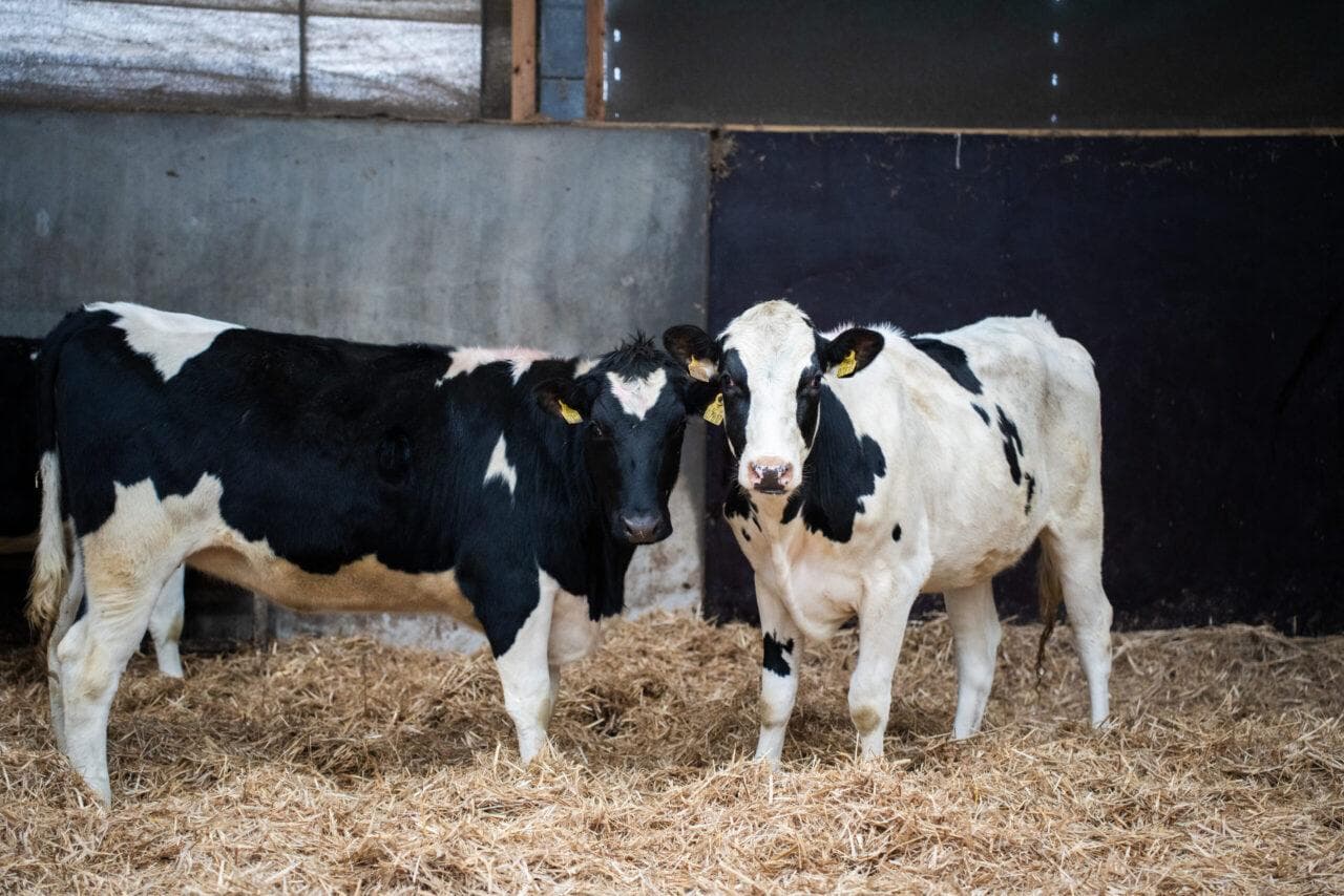Génisses Holstein destinées à l'export
