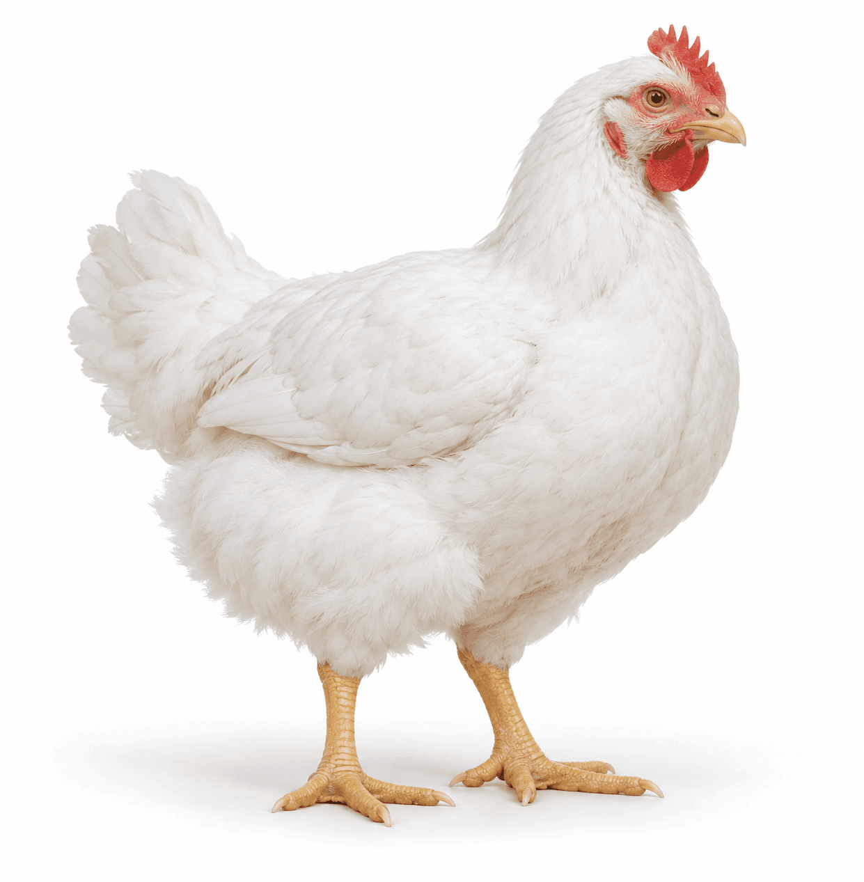 Poulet de chair